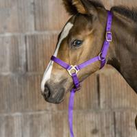 EINSTELLBARE HALFTER FÜR COLT UND FOHLEN KOMPLETT MIT KLEINEN SEIL